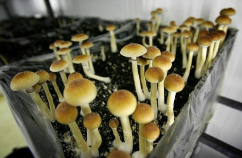 Funghi allucinogeni o magic mushrooms